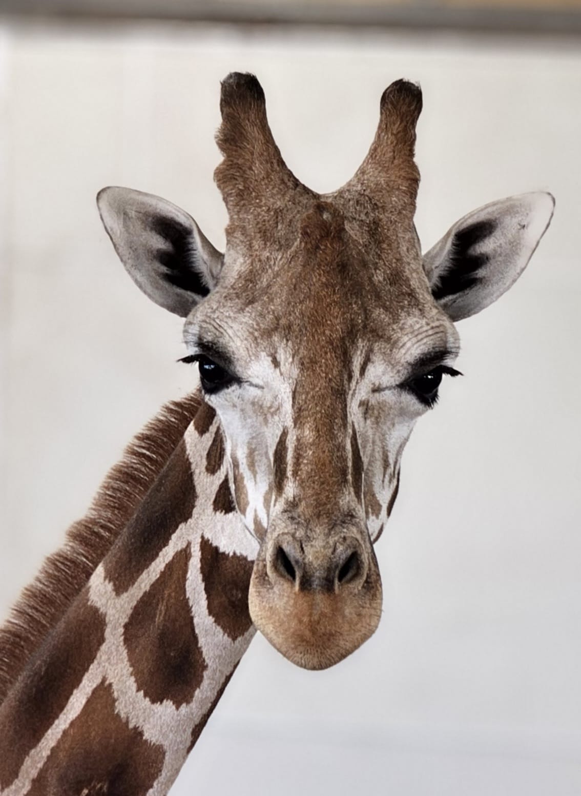 giraffe pictures pinterest